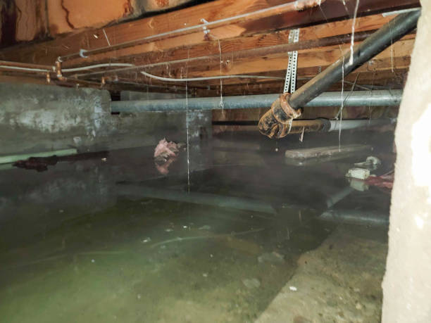 Best Ceiling water damage repair  in Golden Shores, AZ